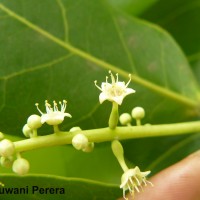 Terminalia catappa L.